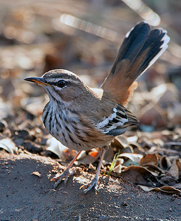 White-browed Scrub Robin